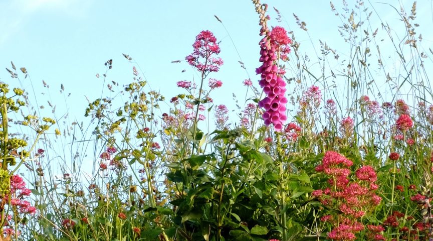 holiday cottage, Aberystwyth, Ceredigion